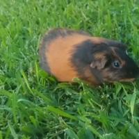 Porcellino d'india omaggio