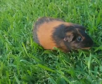 Porcellino d'india omaggio