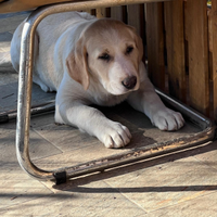 Pastori Dell'Asia Centrale