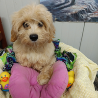 Malti-Poo Maltese X Barboncino