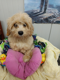 Malti-Poo Maltese X Barboncino