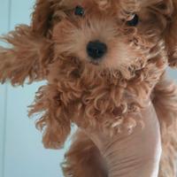 BARBONCINE Fem. SUPER MINI