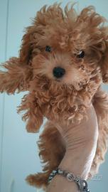 BARBONCINE Fem. SUPER MINI