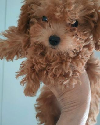 BARBONCINE Fem. SUPER MINI