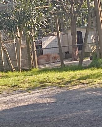 recinto in giardino 