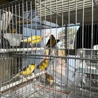 Canarini Timbrado Espanol