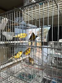 Canarini Timbrado Espanol