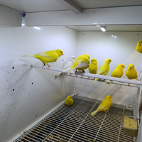 Canarini gialli ala bianca maschi