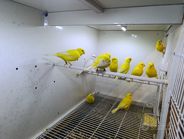 Canarini gialli ala bianca maschi