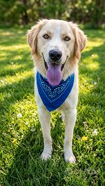 Tipo golden retriever maschio adulto giovane