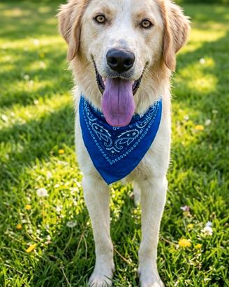 Tipo golden retriever maschio adulto giovane