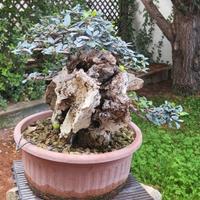 bonsai olivastro
