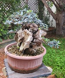 bonsai olivastro