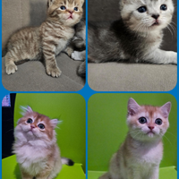 Cuccioli british shorthair Longhair Pedigree