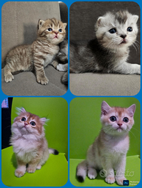 Cuccioli british shorthair Longhair Pedigree