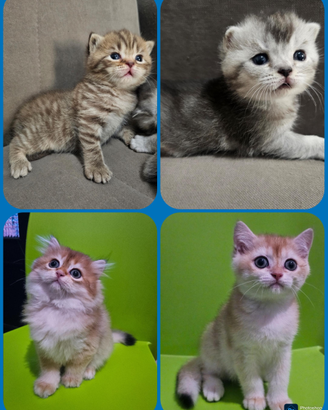 Cuccioli british shorthair Longhair Pedigree