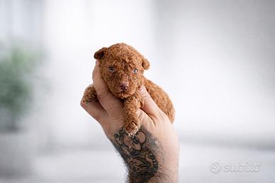 Cuccioli barboncino toy