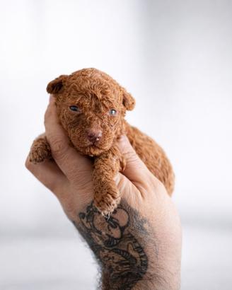 Cuccioli barboncino toy