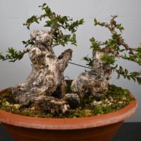 Bonsai di mirto
