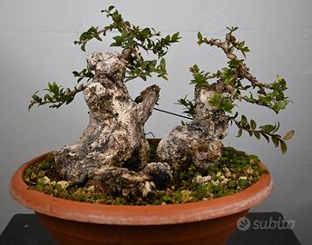 Bonsai di mirto