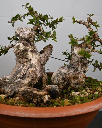Bonsai di mirto