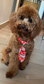 Barboncino toy Red disponibile per monta