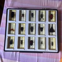 Teca con 15 insetti in resina