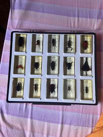 Teca con 15 insetti in resina