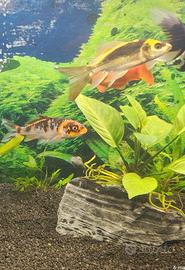 Carpa Koi Butterfly Carpe koi