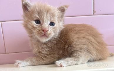 Maine Coon maschio e femmina