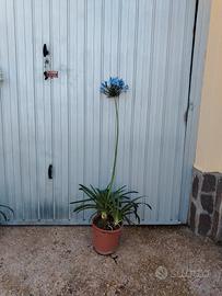 pianta agapanthus