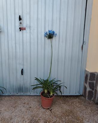 pianta agapanthus