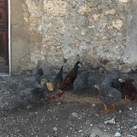 Galline di razze diverse