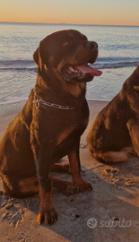 Monta cane rottweiler