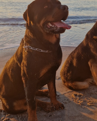 Monta cane rottweiler