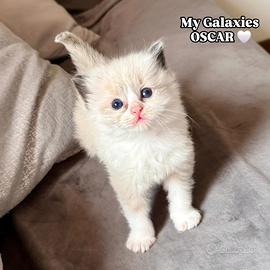 Cucciolo Ragdoll con Pedigree