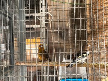 Fringuello e ciuffolotto messicano