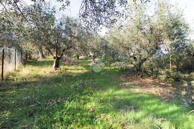 TER. AGRICOLO A TORTORETO