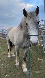 Cavallo maschio 3 anni