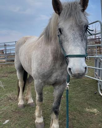 Cavallo maschio 3 anni