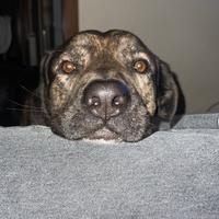 Meticcio taglia grande