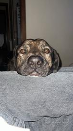 Meticcio taglia grande