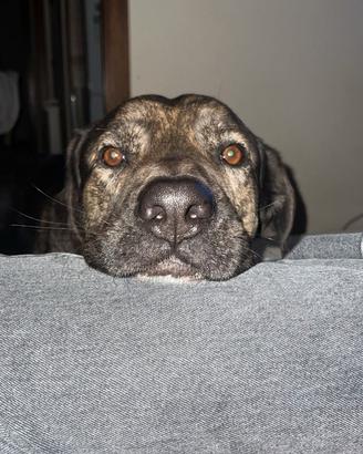 Meticcio taglia grande