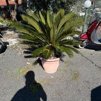 Cycas