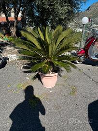 Cycas
