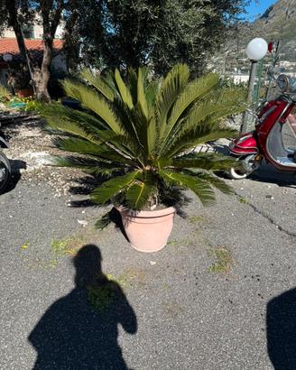 Cycas