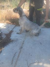 Setter Inglese specialista sulle beccacce