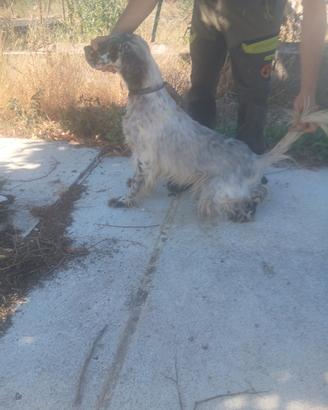 Setter Inglese specialista sulle beccacce