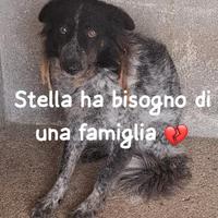 STELLA 6 ANNI taglia media