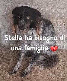 STELLA 6 ANNI taglia media